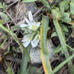 Ornithogalum chionophilum