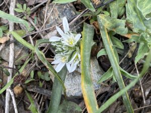 Ornithogalum chionophilum