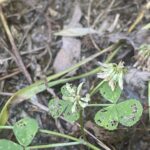 Trifolium nigrescens subsp. petrisavii Leaflets bordered by tiny thorns