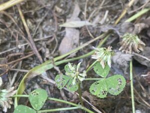 Trifolium nigrescens subsp. petrisavii Leaflets bordered by tiny thorns