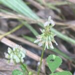 Trifolium nigrescens subsp. petrisavii