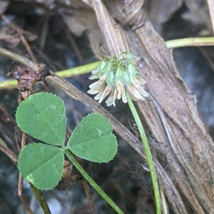 Flower head late stage