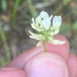 Flower head's size