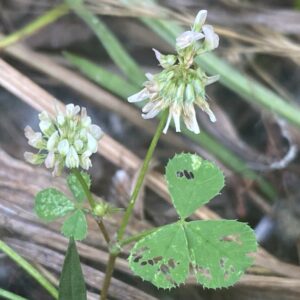 Trifolium nigrescens subsp. petrisavii