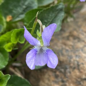 Viola sieheana