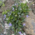 Viola sieheana Troodos May The plant