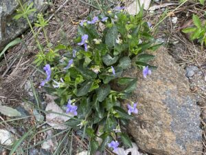 Viola sieheana Troodos May The plant