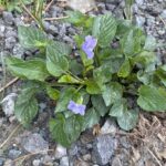 Viola sieheana Troodos May The plant