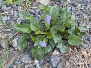 Viola sieheana Troodos May The plant