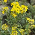 Alyssum umbellatum flowers