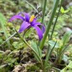 Romulea tempskyana Freyn