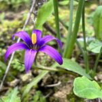 Romulea tempskyana Freyn flower