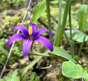 Romulea tempskyana Freyn flower