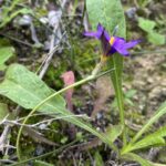 Romulea tempskyana mature flower