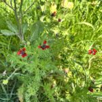 Adonis annua