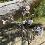 Anchusa strigosa