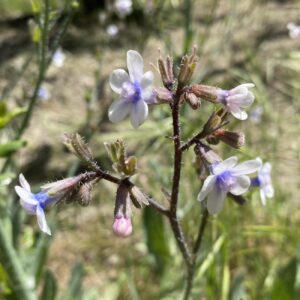 Anchusa strigosa