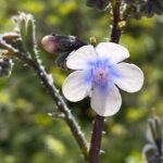 Anchusa strigosa Flower