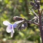 Anchusa strigosa Spikes