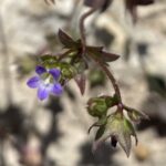 Campanula erinus