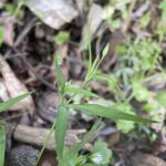 Cerastium dubium Glabrous leaves