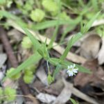 Cerastium dubium Leaves