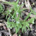 Cerastium dubium plant