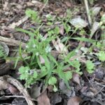 Cerastium dubium plant