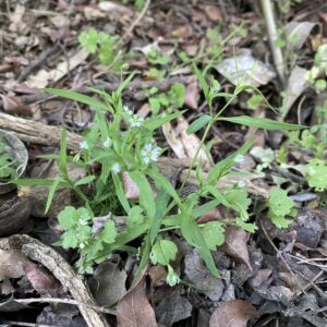 Cerastium dubium plant