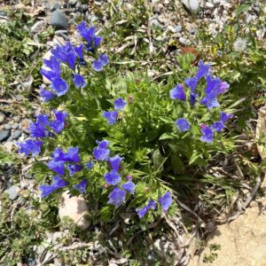Echium plantagineum