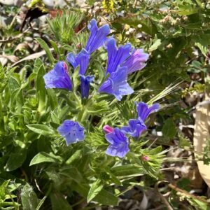 Echium plantagineum