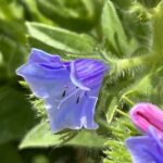 Echium plantagineum flower