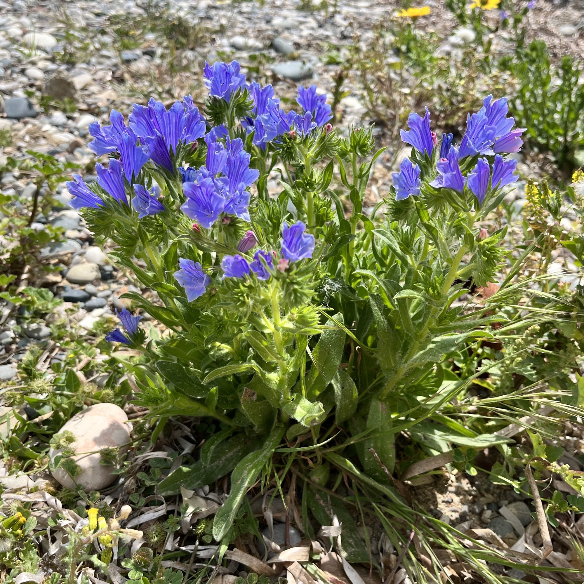 Echium plantagineum