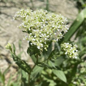 Lepidium draba subsp. chalepense