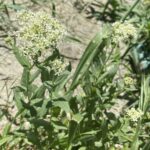 Lepidium draba subsp. chalepense Plants