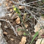Linum strictum subspecies spicatum