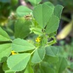 Medicago polymorpha Leaves and Flower