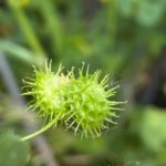 Medicago polymorpha Pods