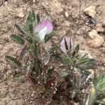 Ononis reclinata flower and leaflets