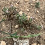 Ononis reclinata leaves April