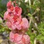 Rumex cyprius