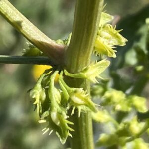 Rumex dentatus subsp. mesopotamicus articulated pedicels