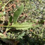Rumex dentatus subsp. mesopotamicus basal leaf