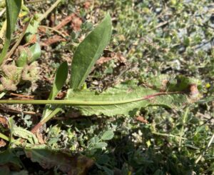 Rumex dentatus subsp. mesopotamicus basal leaf