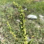 Rumex dentatus subsp. mesopotamicus inflorescence