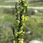 Rumex dentatus subsp. mesopotamicus inflorescence (2)