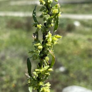 Rumex dentatus subsp. mesopotamicus inflorescence (2)