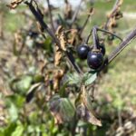 Solanum nigrum