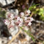 Torilis leptophylla