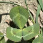 Trifolium spumosum leaf